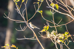 Fringilla coelebs gengleri