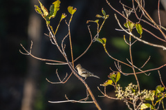 Fringilla coelebs gengleri