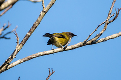 Anthornis melanura melanura