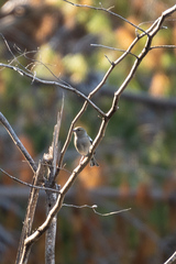 Fringilla coelebs gengleri
