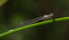 Austroagrion watsoni