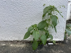 Acalypha indica