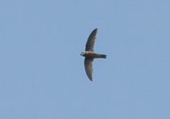 Aerodramus germani