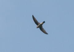 Aerodramus germani