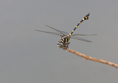 Ictinogomphus decoratus