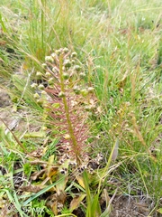 Schizocarphus nervosus