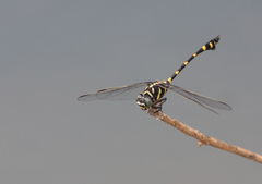 Ictinogomphus decoratus