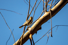 Fringilla coelebs gengleri