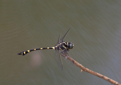 Ictinogomphus decoratus