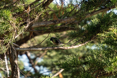 Rhipidura fuliginosa placabilis