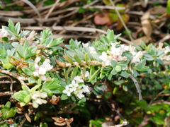 Pimelea prostrata seismica