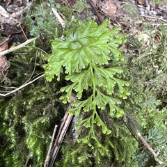 Hymenophyllum demissum