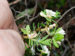 Pimelea prostrata seismica