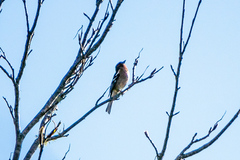 Fringilla coelebs gengleri