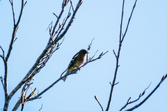 Fringilla coelebs gengleri