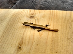 Elgaria paucicarinata