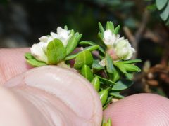 Pimelea prostrata seismica