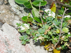 Pimelea prostrata seismica