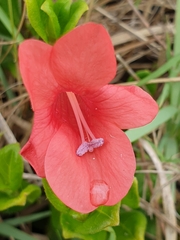 Barleria repens