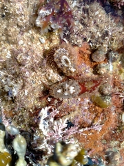 Amblychilepas nigrita