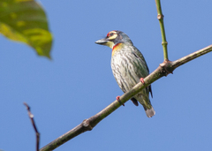 Psilopogon haemacephalus