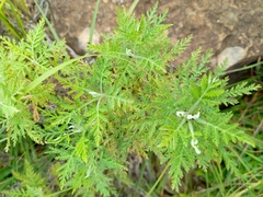 Artemisia afra