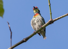 Psilopogon haemacephalus