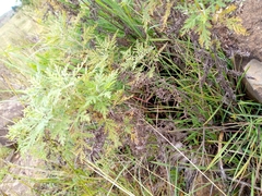 Artemisia afra