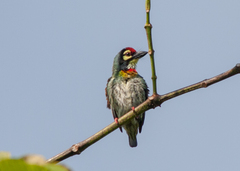 Psilopogon haemacephalus