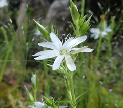 Stellaria pungens