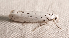 Yponomeuta cagnagella