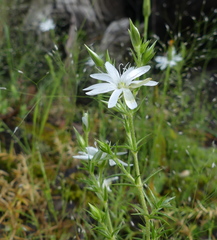 Stellaria pungens