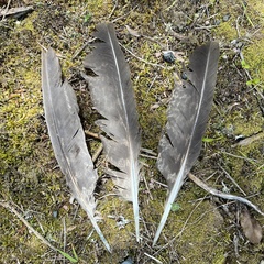 Botaurus poiciloptilus