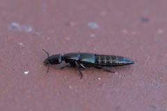 Thyreocephalus orthodoxus