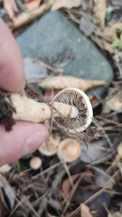 Agrocybe praecox