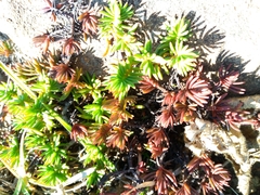 Crassula dependens