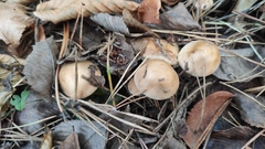 Agrocybe praecox