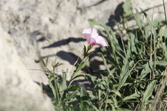 Convolvulus cantabrica