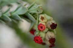 Hermannia trifoliata