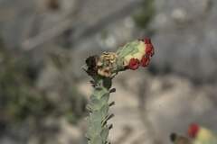 Hermannia trifoliata