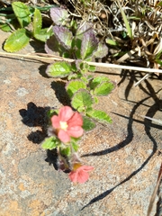 Jamesbrittenia breviflora