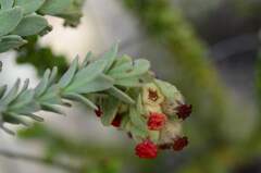 Hermannia trifoliata