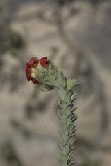 Hermannia trifoliata