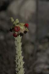 Hermannia trifoliata