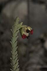 Hermannia trifoliata