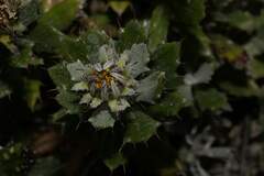 Berkheya coriacea