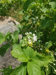 Clerodendrum capitatum