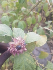 Clerodendrum capitatum