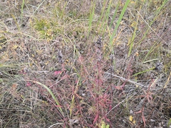 Dracocephalum ruyschiana