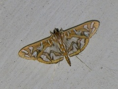 Nausinoe